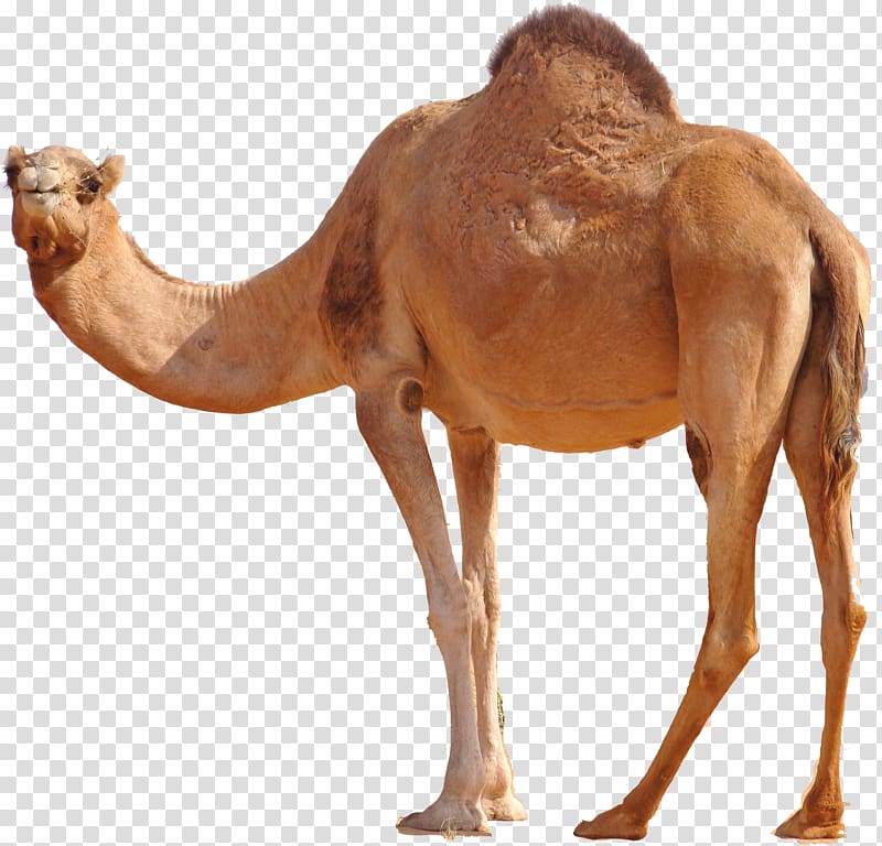 Camel transparent background PNG clipart