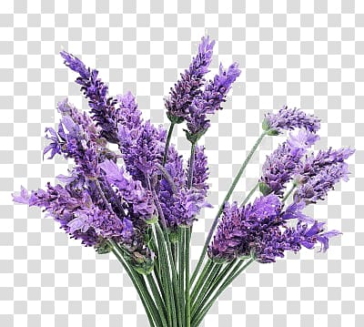purple petaled flowers, Lavender Bunch transparent background PNG clipart