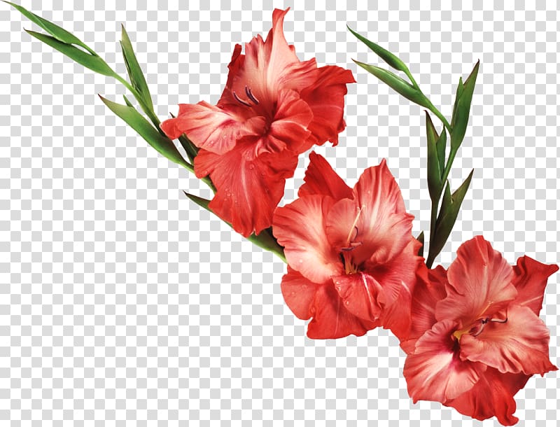 Gladiolus Flower Iris family , gladiolus transparent background PNG clipart