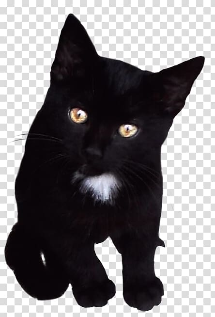 Bombay cat Black cat American Wirehair Kitten Domestic short-haired cat, post malone transparent background PNG clipart