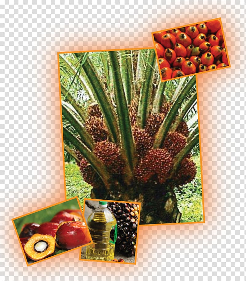 Oil palms Plantation Waqf Coconut Vegetable, others transparent background PNG clipart