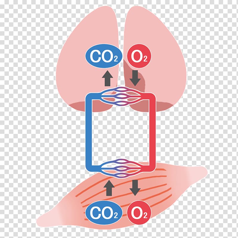 Gas exchange Lung Organ Blood, Gas Exchange transparent background PNG clipart
