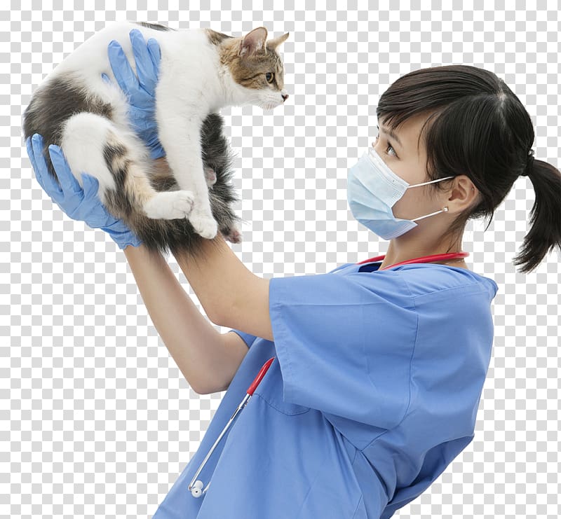 Cat Kitten Dog Veterinarian Pet, Kitten veterinarian transparent background PNG clipart