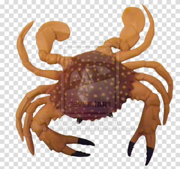 Dungeness crab Crustacean Decapoda Freshwater crab, crab transparent background PNG clipart