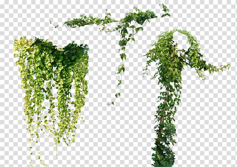 ivy transparent background PNG clipart