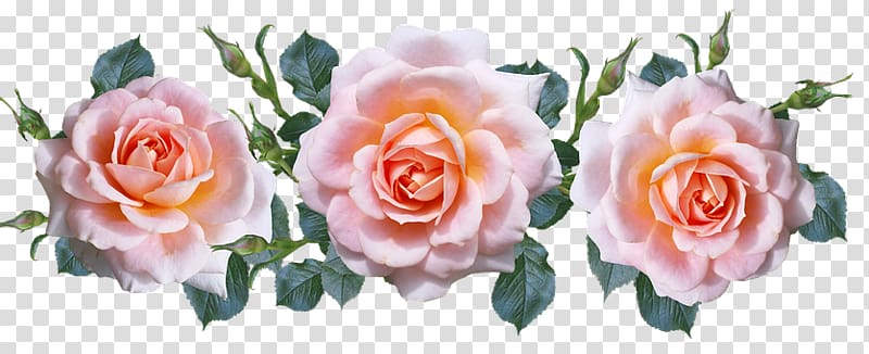 Garden roses Cabbage rose Cut flowers Floribunda, peach rosette transparent background PNG clipart