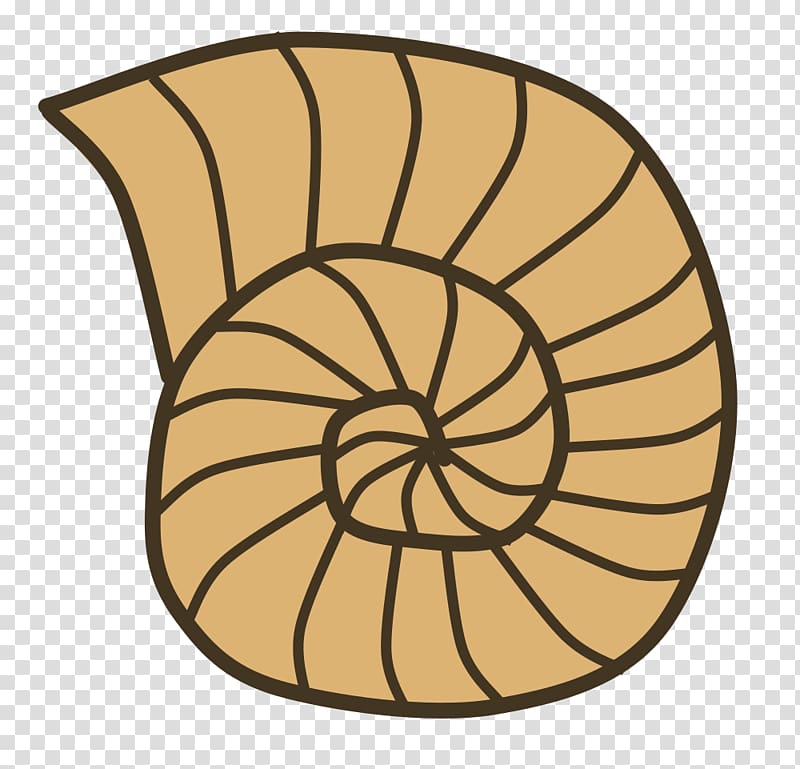 Fossil Open Seashell Ammonites, small sea shells identification transparent background PNG clipart