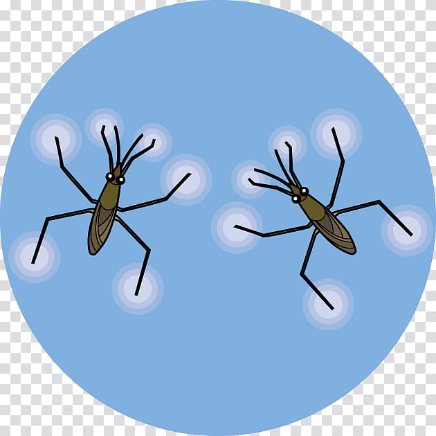 Mosquito Aquatic insect Water striders Illustration, water insects transparent background PNG clipart