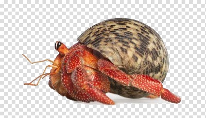 Hermit crab Pet Coenobita perlatus, crab transparent background PNG clipart