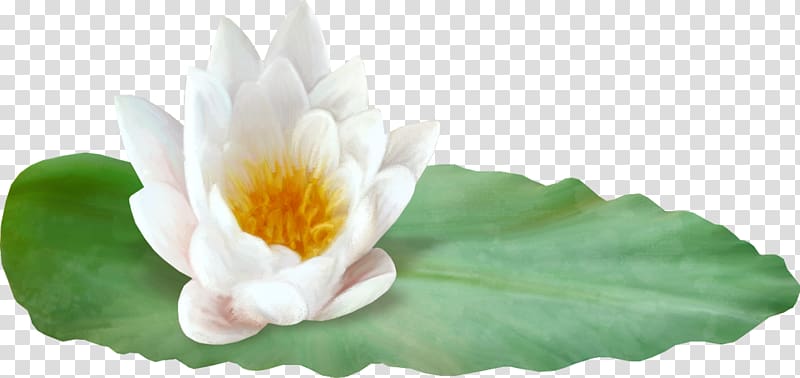 Nelumbo nucifera Petal Water lily Lotus effect, Hand-painted lotus lotus transparent background PNG clipart