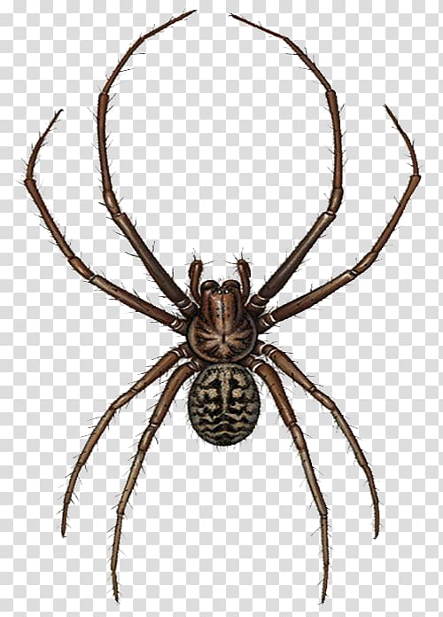 European garden spider Widow spiders Illustration, Black plush spider illustrator transparent background PNG clipart