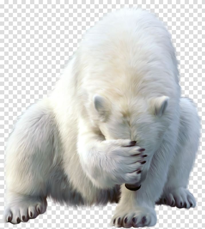 Polar bear Walrus Animal North Pole, polar bear transparent background PNG clipart