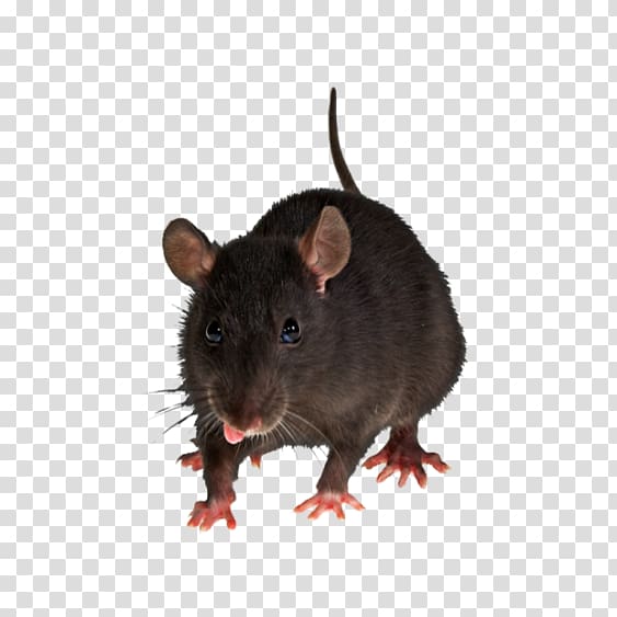 Brown rat Mouse Rodent Pest Control, mouse transparent background PNG clipart
