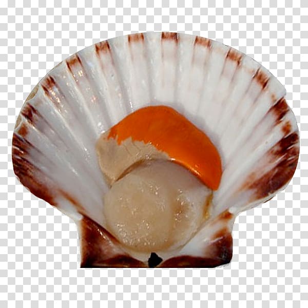 Clam Mussel Seashell Pecten jacobaeus Oyster, product transparent background PNG clipart