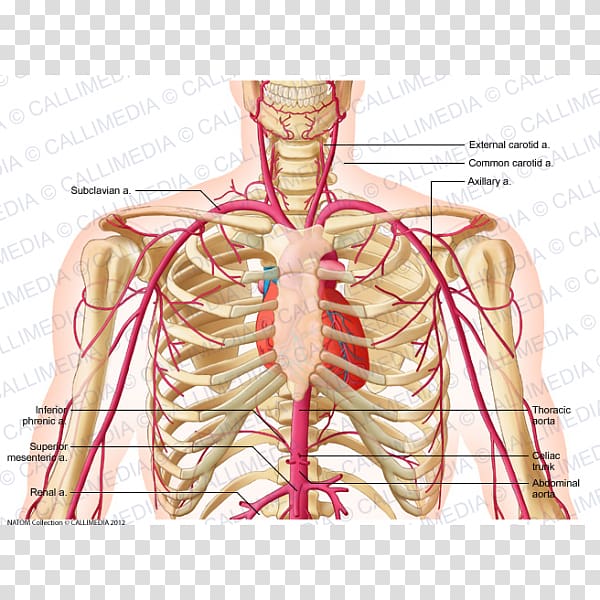 Supratrochlear artery Thorax Neck External carotid artery, others ...