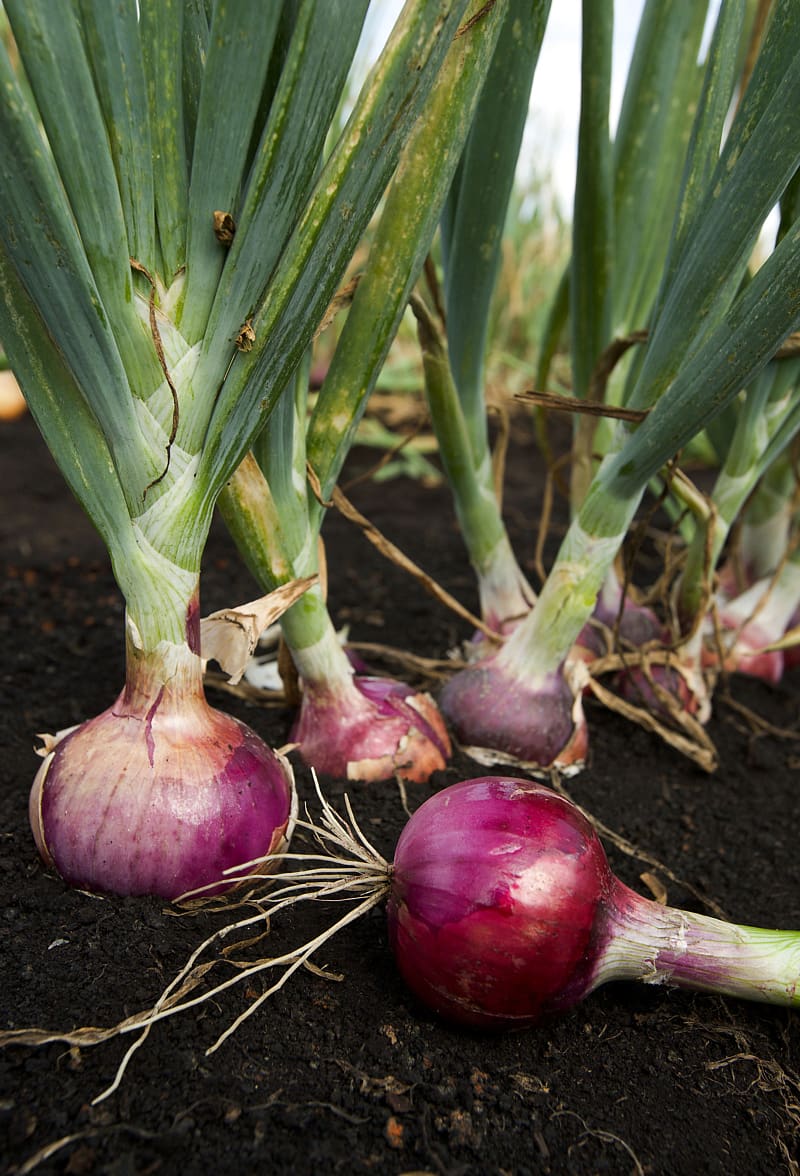 Garlic Potato onion Plant Seed Sowing, onion transparent background PNG clipart