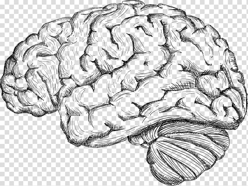 Human brain Drawing Cerebrum, Sketch the human brain transparent ...