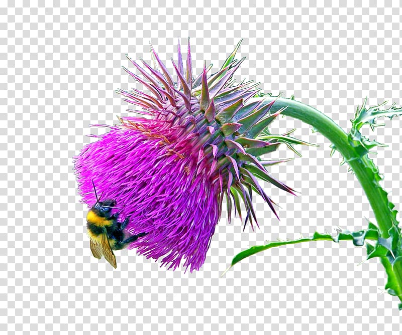 Milk thistle Carduus nutans Plant Flower, milk flower transparent background PNG clipart