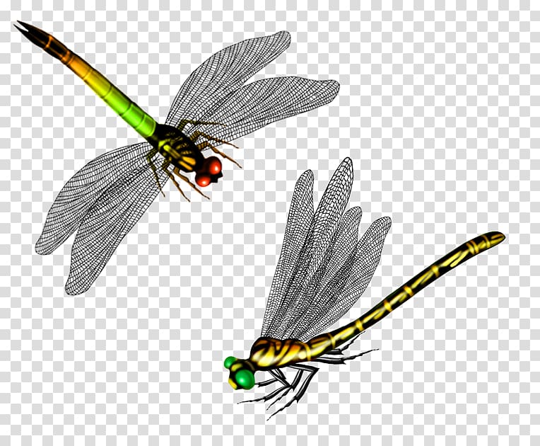 Butterfly Dragonfly Cartoon, dragonfly transparent background PNG clipart