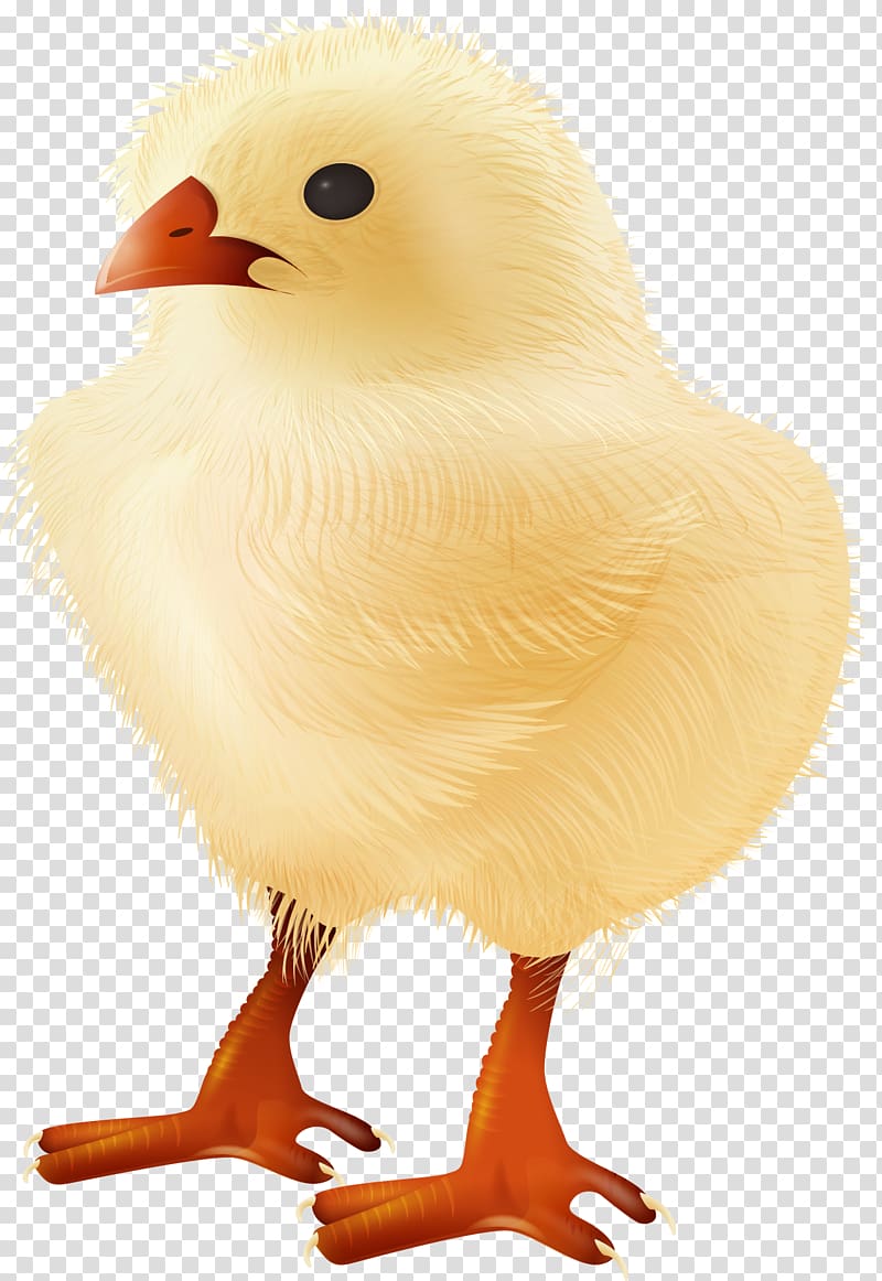 Yellow-hair chicken Bird , cute yellow chick creative transparent background PNG clipart