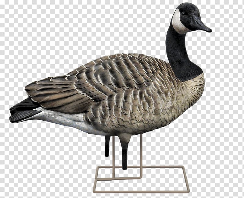 Canada Goose Mallard Decoy, goose transparent background PNG clipart