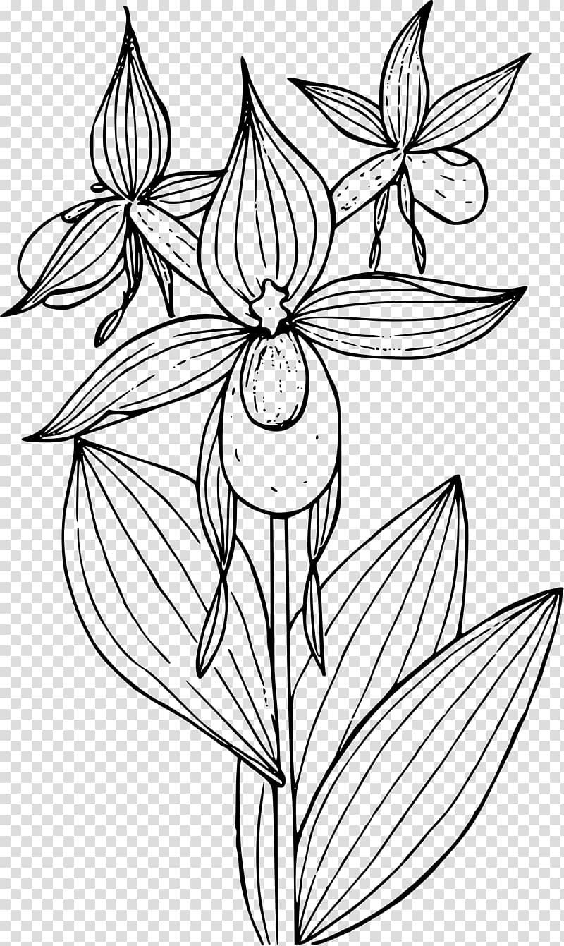 Lady\'s slipper orchids Cypripedium reginae Cypripedium montanum , flower sketch transparent background PNG clipart