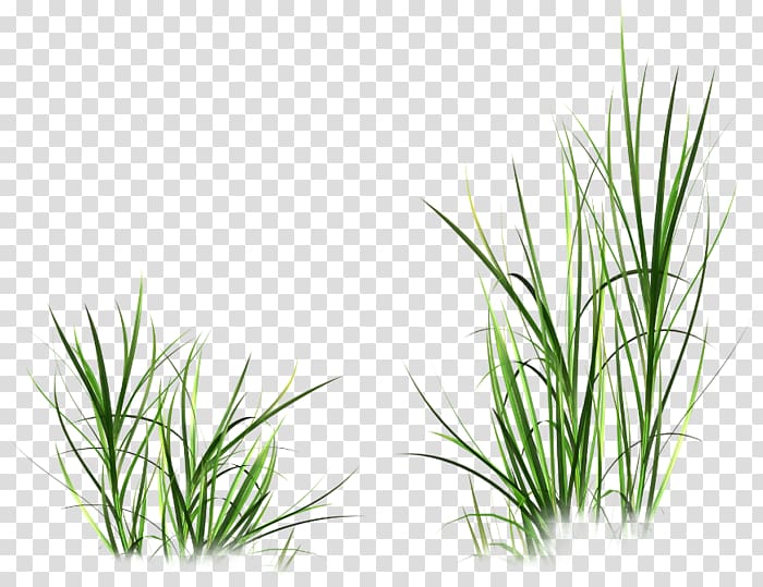 Vetiver Fashion Flower Wheatgrass, others transparent background PNG clipart