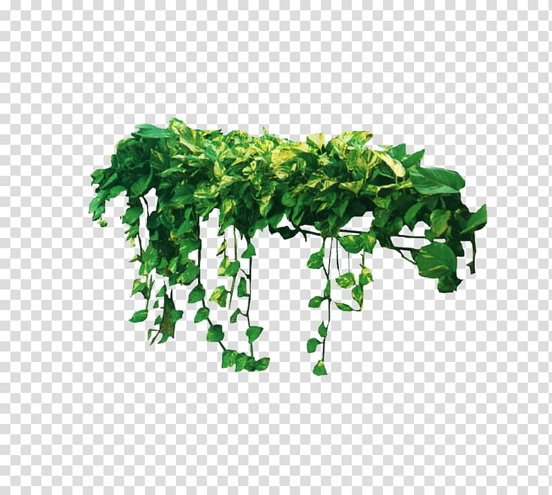 vine material transparent background PNG clipart