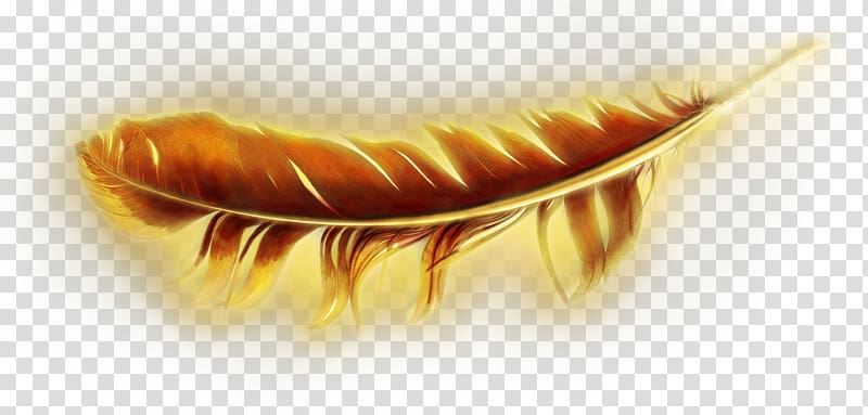 Feather Gold Pen 0 Europæisk Ungdom, feather transparent background PNG clipart