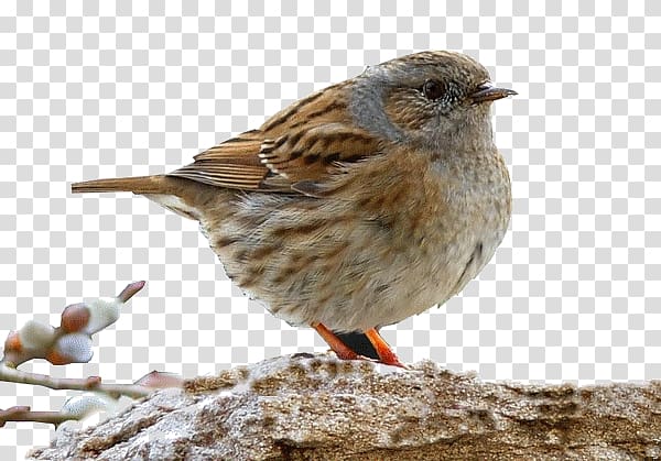 House Sparrow Bird Parrot Moineau, Bird transparent background PNG clipart