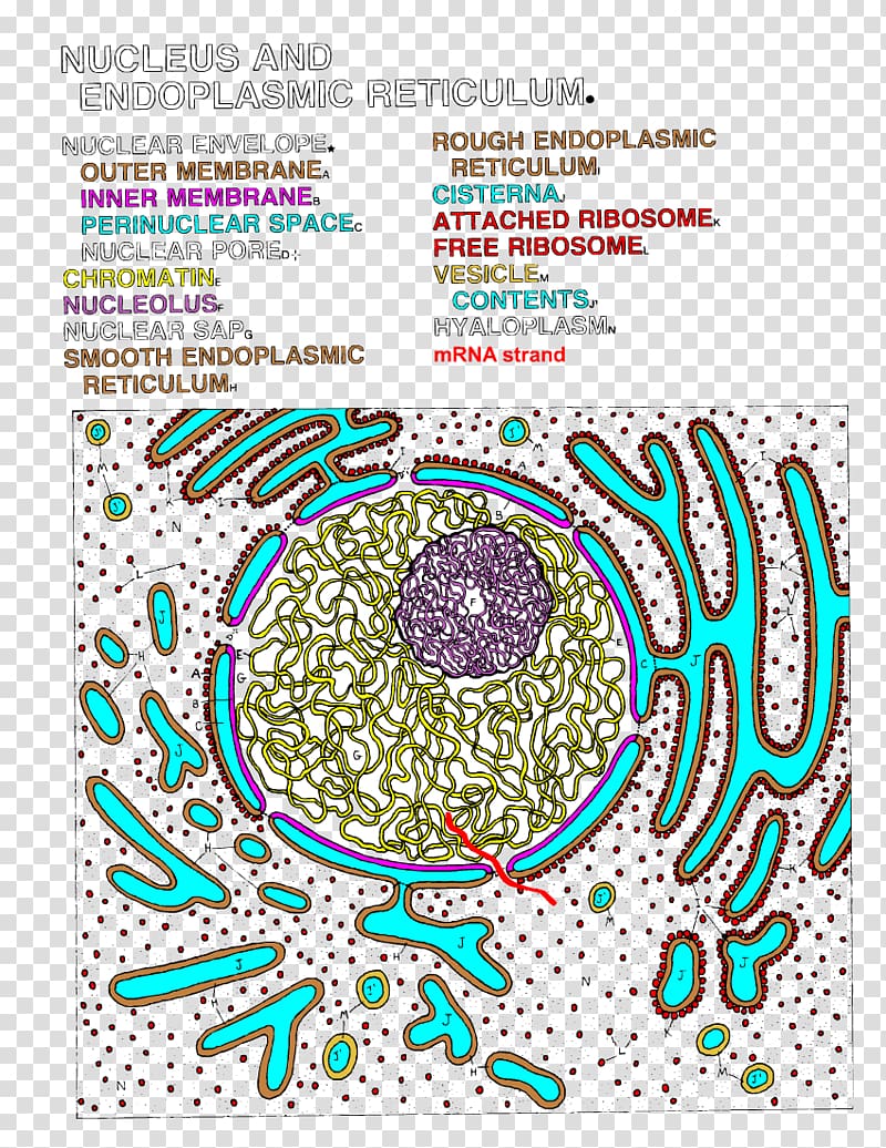 Endoplasmic reticulum Cell nucleus Cisterna Color, landscape apge with pen transparent background PNG clipart