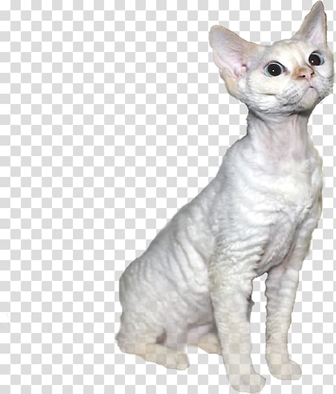 Donskoy Devon Rex Peterbald German Rex Javanese cat, Devon Rex transparent background PNG clipart