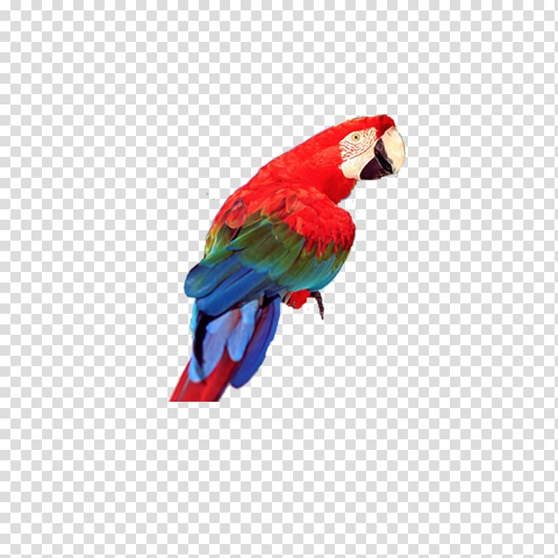 Bird True parrot Blue-and-yellow macaw, Red Parrot transparent background PNG clipart