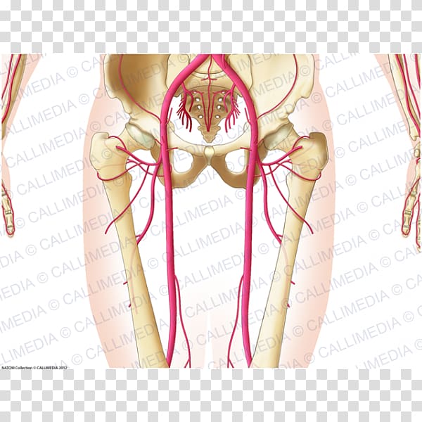 Abdomen Pelvis Thorax Artery Human body, arteries transparent background PNG clipart