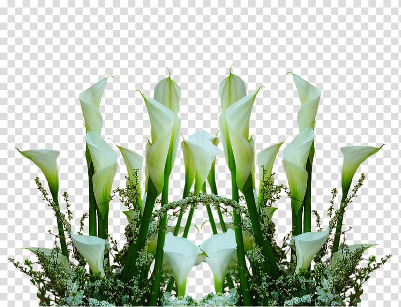 Floral design Arum-lily Cut flowers Bog arum, flower transparent background PNG clipart