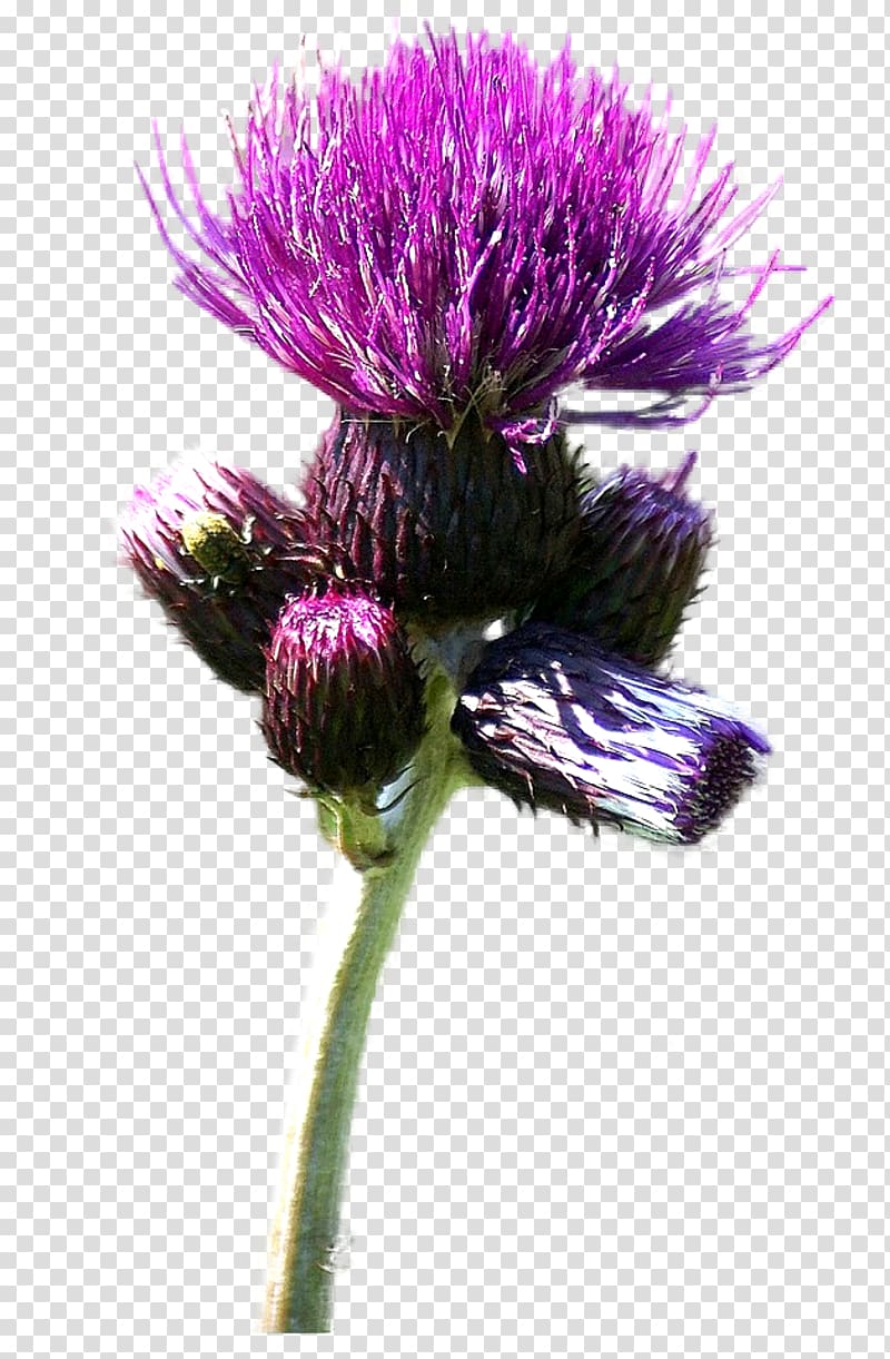 Milk thistle Cardoon Web browser, Nikita transparent background PNG clipart