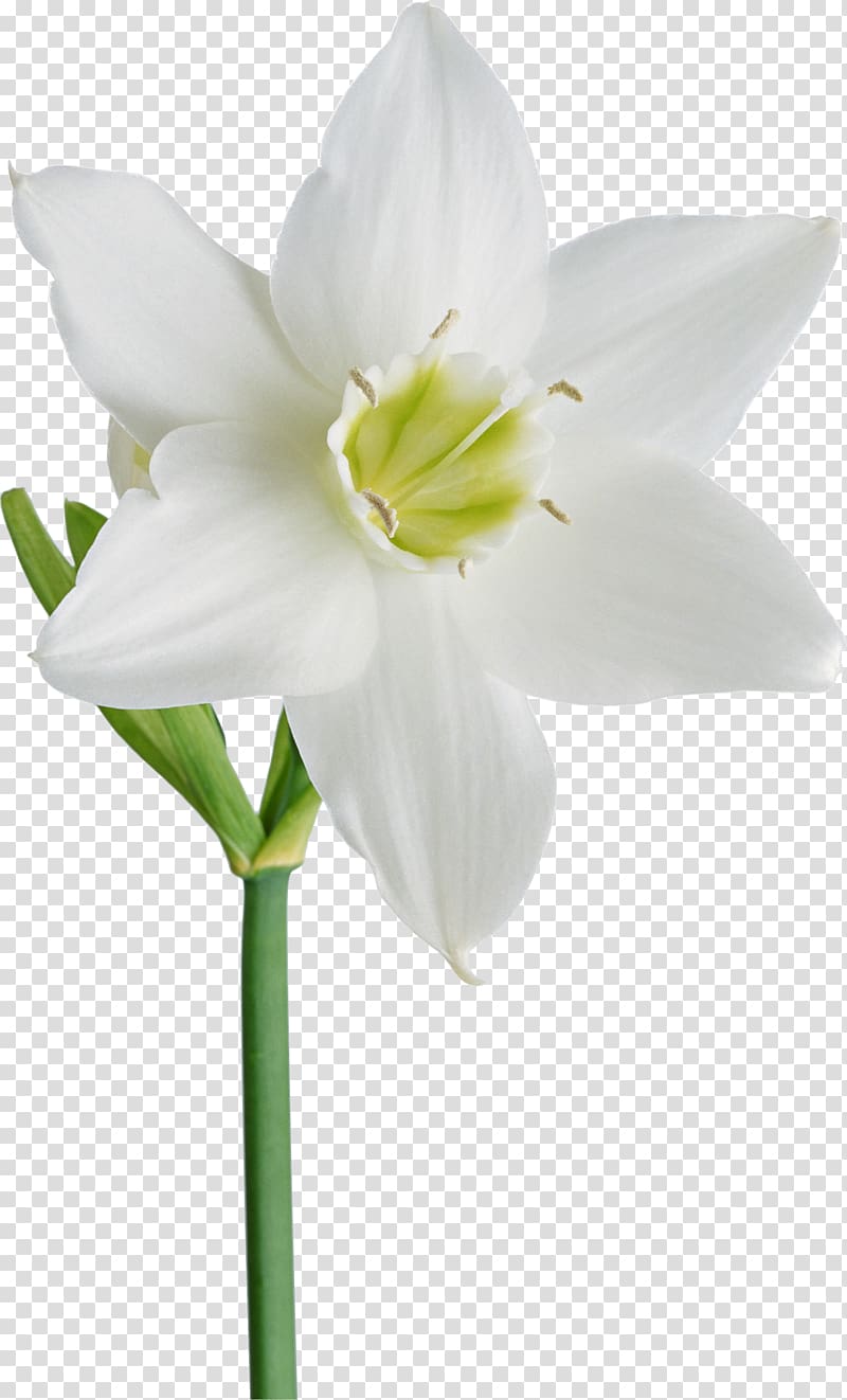 Flower Daffodil Albom , gurdwara transparent background PNG clipart