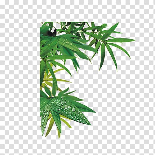 Bamboe Bamboo, Bamboo leaves transparent background PNG clipart