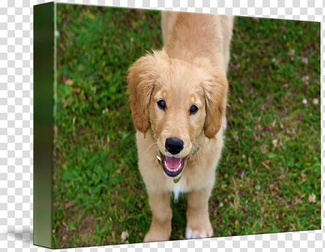Golden Retriever English Cocker Spaniel Puppy Purebred dog Dog breed, golden retriever transparent background PNG clipart