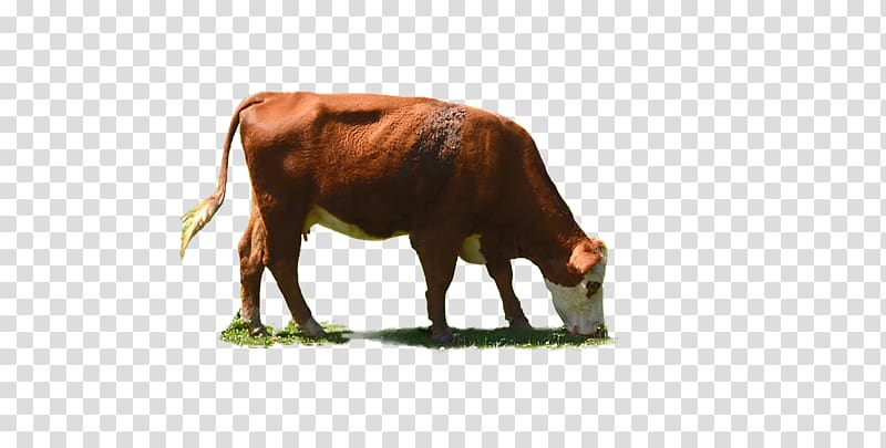 White Park cattle Betsy the Cow Dairy cattle, others transparent background PNG clipart