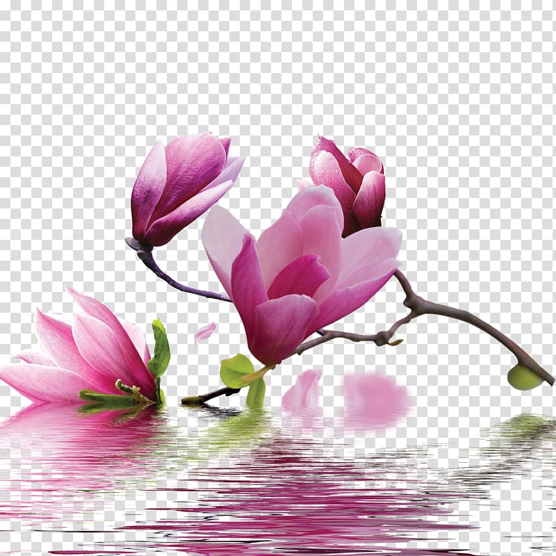 pink Magnolia flowers illustration, Painting Flower Blue Art Purple, Water Orchid transparent background PNG clipart