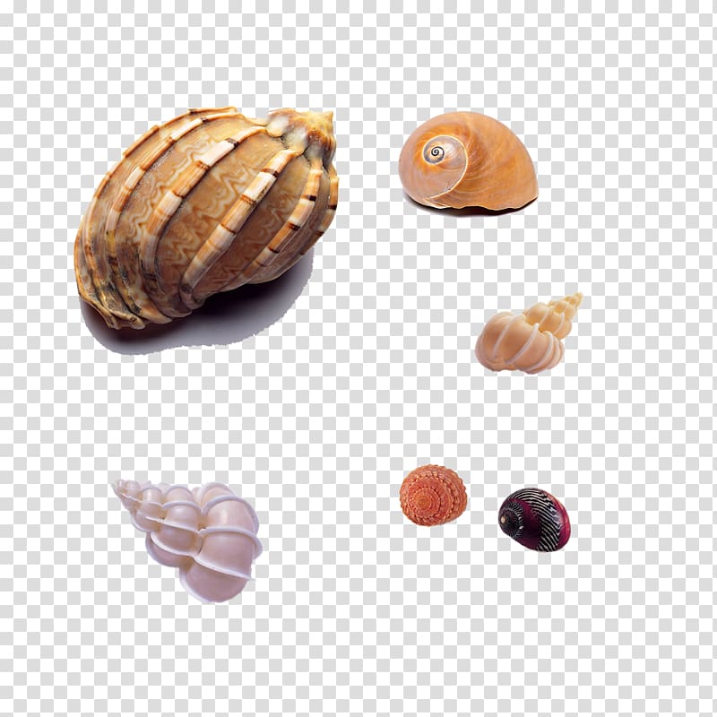 Seashell Sea snail Mollusc shell Shellfish, Beach conch transparent background PNG clipart
