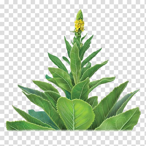 Buddha Teas Herbal Tea, Mullein Leaf, 18 Bags Great mullein Alvita Organic Tea, tea transparent background PNG clipart