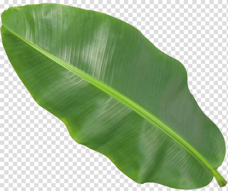 Banana leaf, transparent background PNG clipart