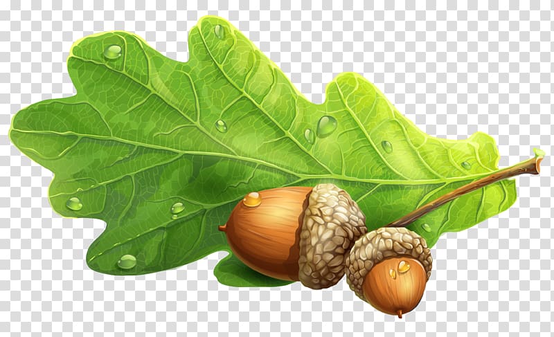 two brown nuts with green leaf illustration, Acorn , Acorn transparent background PNG clipart