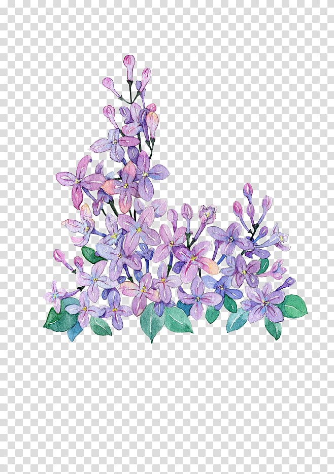 purple lilac flower , Lilac Violet, Hand-painted purple lilac transparent background PNG clipart