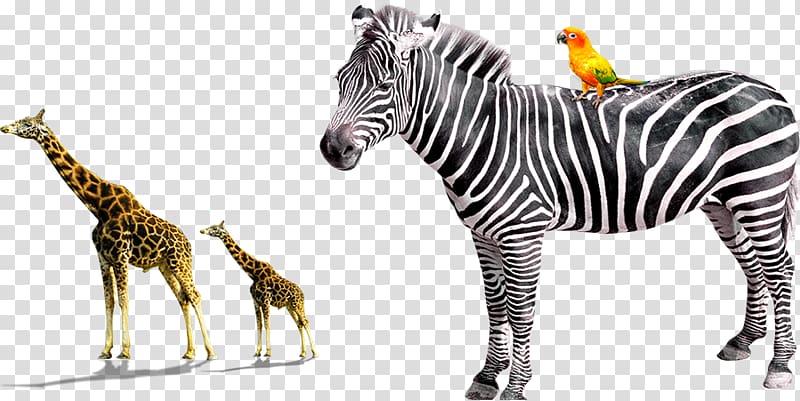 Giraffe Quagga Horses Zebra, Zebra Animal transparent background PNG clipart