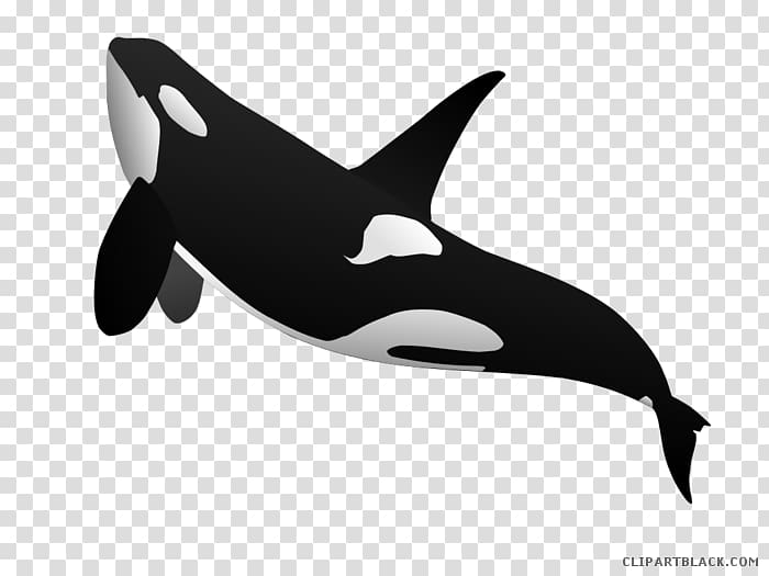 Killer whale Cetacea graphics Shamu, blue whale transparent background PNG clipart