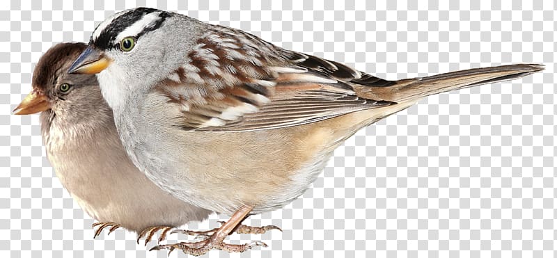 House Sparrow Bird Finches Wing, Bird transparent background PNG clipart