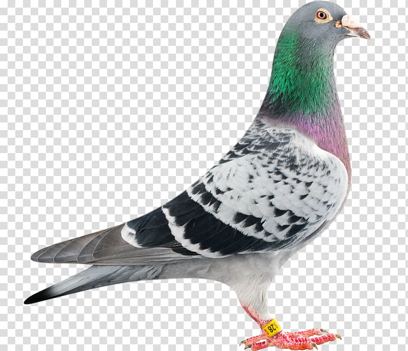 Homing pigeon Racing Homer Columbidae Bird Bald Eagle, pigeon transparent background PNG clipart